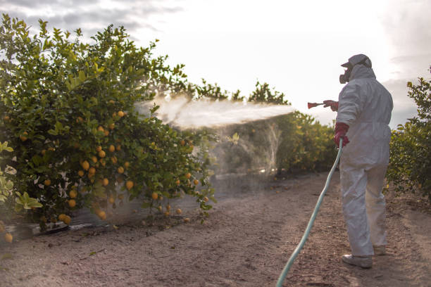 Best Termite Control Services  in Washington Mills, NY