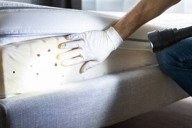 Best Wasp Removal Services  in Washington Mills, NY