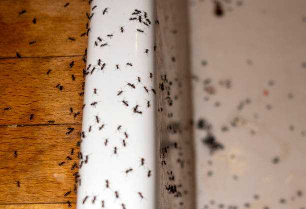 Best Pest Removal Services  in Washington Mills, NY