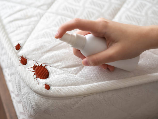 Best Local Pest Control Services  in Washington Mills, NY