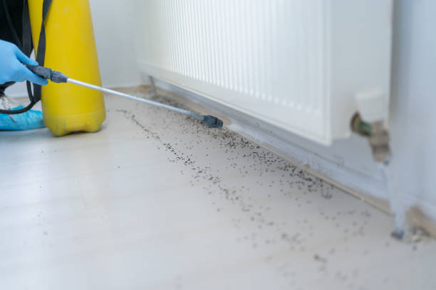 Best Flea Control Services  in Washington Mills, NY